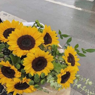 开云·体育(kaiyun)下载手机版